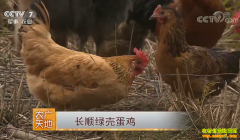 [ũ�����]���ݳ�˳�̿ǵ�����ֳ������Ƶ