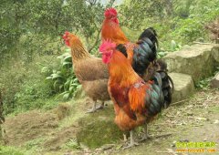 ��ֳ����������ۣ�