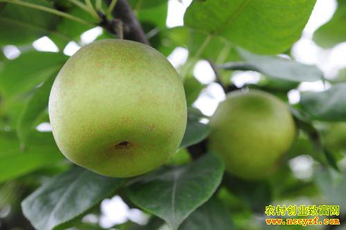 ��ֲ��ɫˮ��ǰ����������ɫˮ����ֲһ����׬������