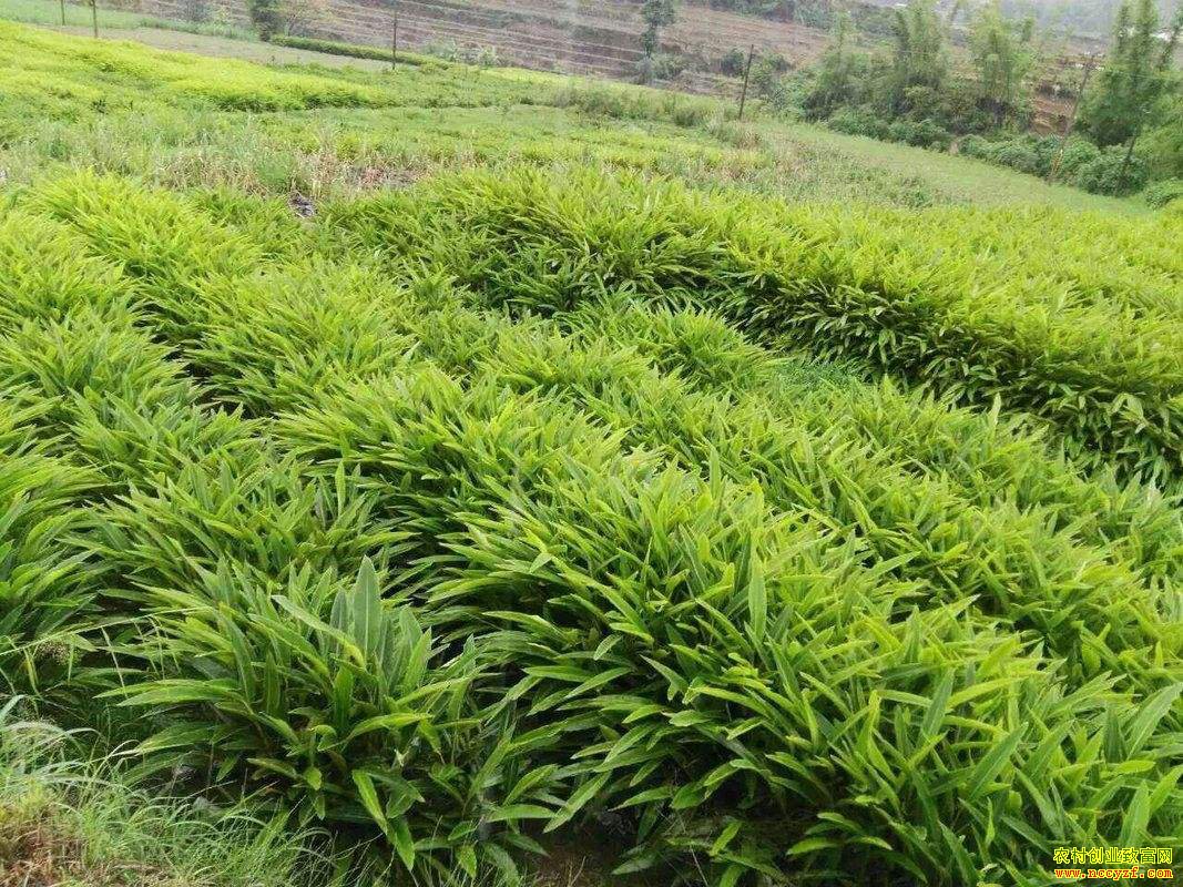 ɽ����ɰ�� Ķ����ǧԪ