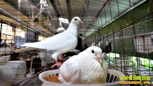 ���������೤�Ʒ������봴ҵ���¸�����