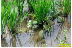 �Ĵ�������ɽ�����澩���紴ҵ������