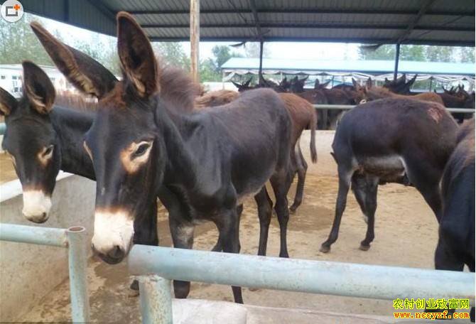 ɽ���������ܽ�ΰ��ҵ��¿��¿��