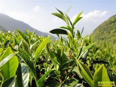 ���������ν���̻��� ���ز�Ҷ�г�����թƭ