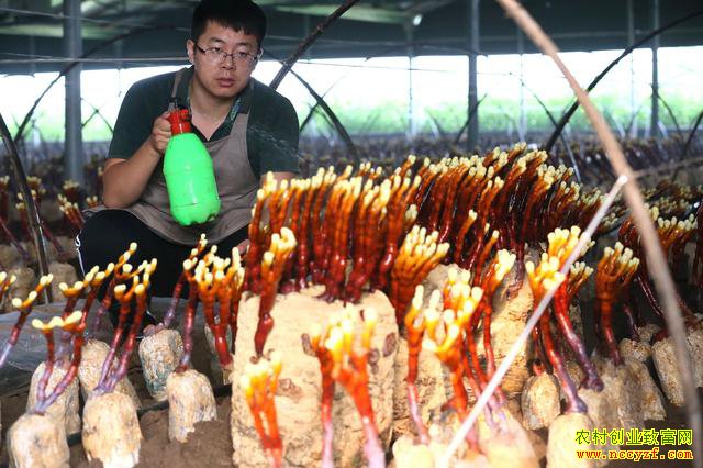 ɽ������90��С��¹�㶰��ֲ��֥�辰�г�����