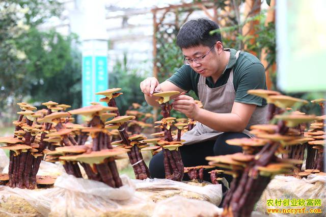 ɽ������90��С��¹�㶰��ֲ��֥�辰�г�����