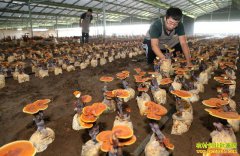 ɽ������90��С��¹�㶰��ֲ��֥�辰�г�����