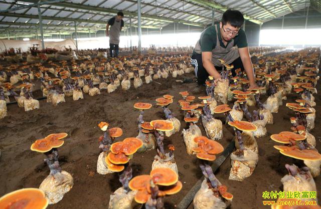 ɽ������90��С��¹�㶰��ֲ��֥�辰�г�����