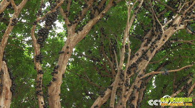 [�¸���]�㶫��ɽ�������ֲ�α������Ͻ����������ĲƸ�