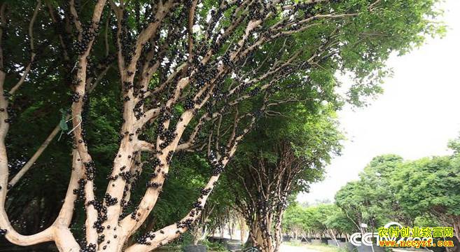 [�¸���]�㶫��ɽ�������ֲ�α������Ͻ����������ĲƸ�