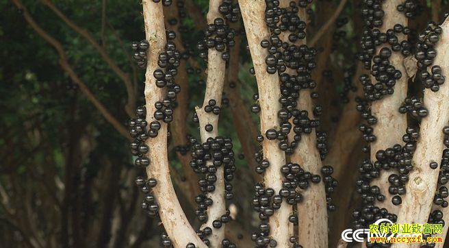 [�¸���]�㶫��ɽ�������ֲ�α������Ͻ����������ĲƸ�