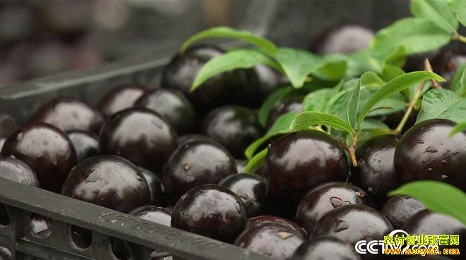 [�¸���]�㶫��ɽ�������ֲ�α������Ͻ����������ĲƸ�