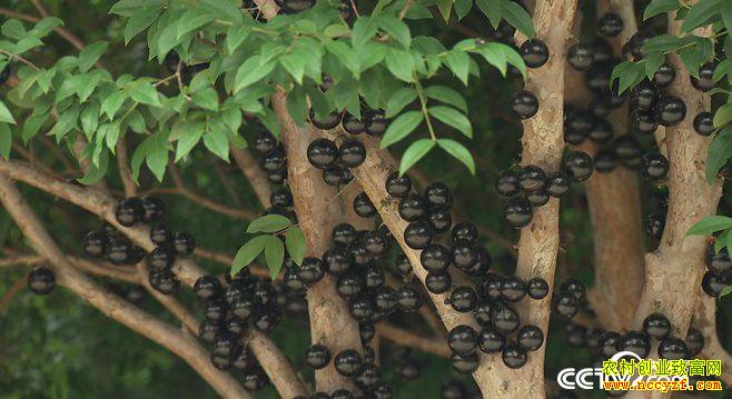 [�¸���]�㶫��ɽ�������ֲ�α������Ͻ����������ĲƸ�