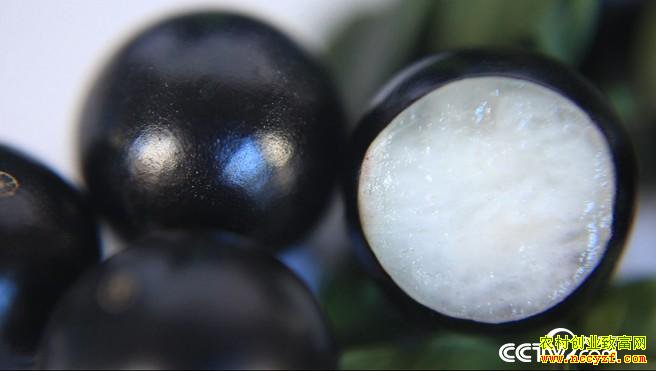 [�¸���]�㶫��ɽ�������ֲ�α������Ͻ����������ĲƸ�