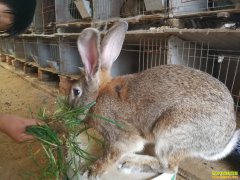 ���ո���������ֳ�ӽ����� ֱ������������Ч���