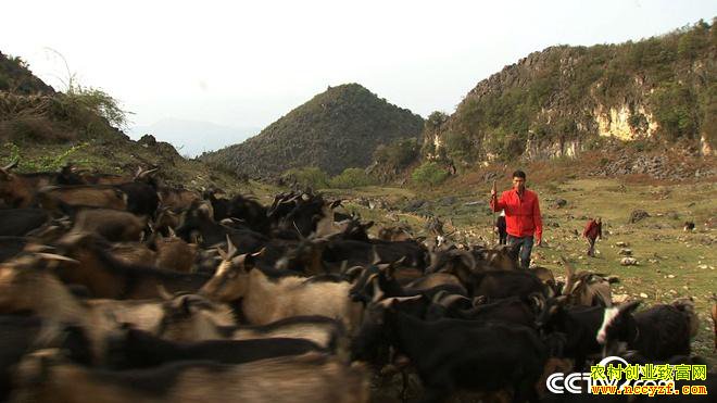 [�¸���]��������л������ֳϡ�������������80Ԫһ��