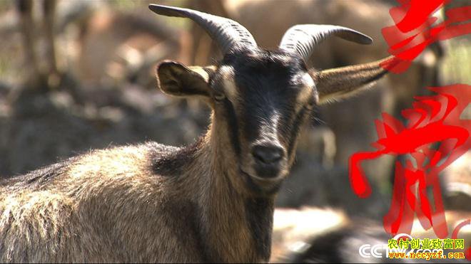 [�¸���]��������л������ֳϡ�������������80Ԫһ��