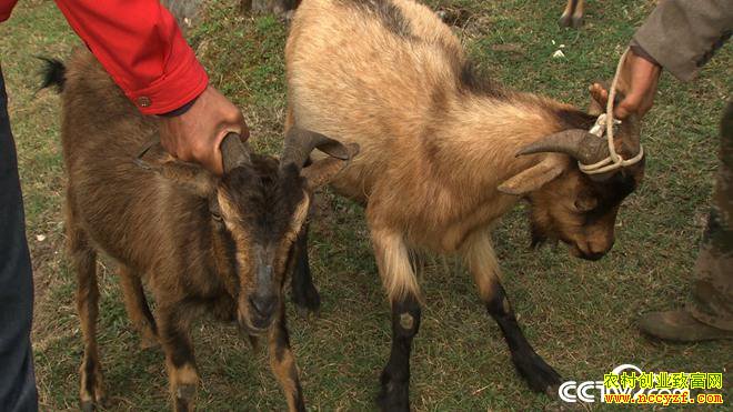 [�¸���]��������л������ֳϡ�������������80Ԫһ��