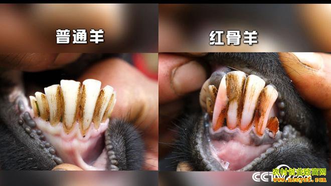 [�¸���]��������л������ֳϡ�������������80Ԫһ��