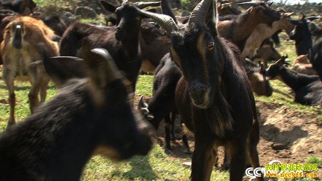 [�¸���]��������л������ֳϡ�������������80Ԫһ��