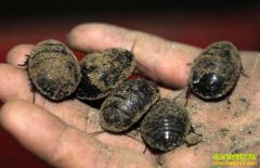 ��Ԫ��ֳ����Щ���գ�