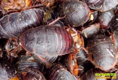 ��Ԫ��������Ԫ��ֳ������Ҫ��