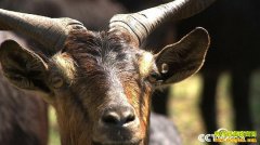 [�¸���]��������л������ֳϡ�������������80Ԫһ��