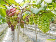 ���Ѵ������� �۸����ߵ� ������������׬Ǯ��