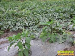 ���շʶ��������Ϻ��������� Ķ��Ч�泬��Ԫ