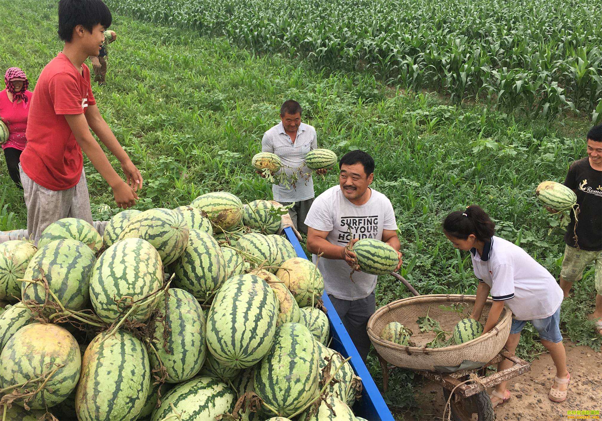 ���ϲ�ժ����ֲʲôЧ��ã���ũһ��Ҫ�ղأ�