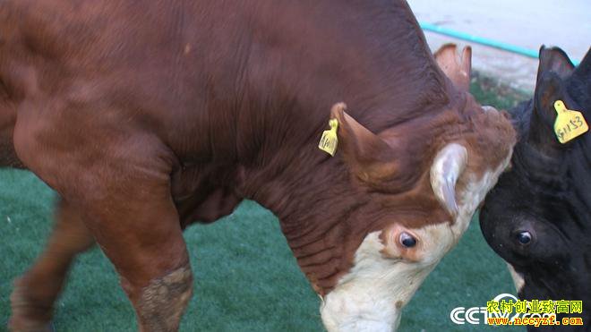 [�¸���]�����������廪��ʿ��Զ����ţ һ��ţ�����298Ԫ