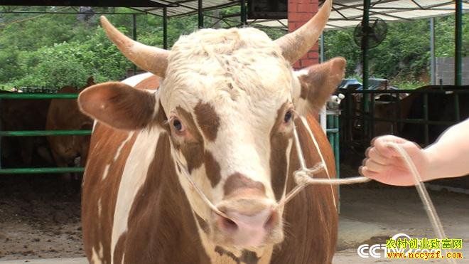 [�¸���]�����������廪��ʿ��Զ����ţ һ��ţ�����298Ԫ