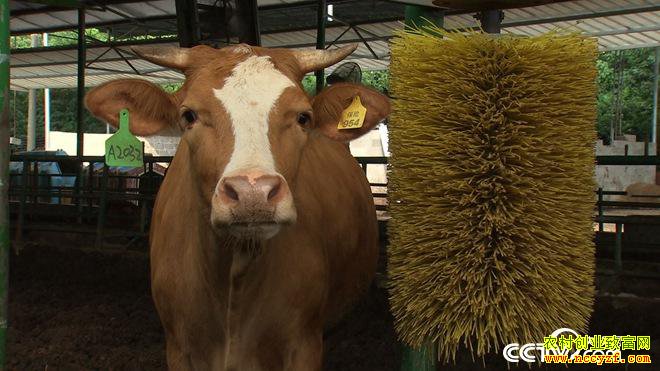 [�¸���]�����������廪��ʿ��Զ����ţ һ��ţ�����298Ԫ