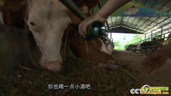 [�¸���]�����������廪��ʿ��Զ����ţ һ��ţ�����298Ԫ