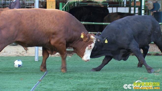 [�¸���]�����������廪��ʿ��Զ����ţ һ��ţ�����298Ԫ