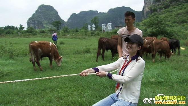 [�¸���]�����������廪��ʿ��Զ����ţ һ��ţ�����298Ԫ