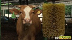 [�¸���]�����������廪��ʿ��Զ����ţ һ��ţ���ۼ�298Ԫ