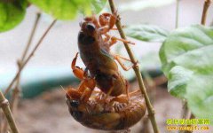 �ӱ������Ϲ۴��԰�����Ч��� һ�������ë��