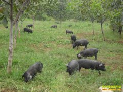 ������¡������ɽ��ɢ�������ʺ�