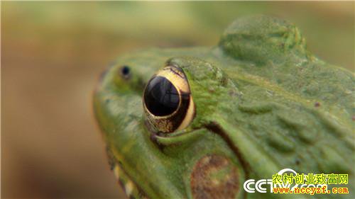 [�¸���]�Ĵ��������������90��С������������׬Ǯ������