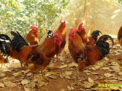 返乡创业干什么好?先看三个返乡农民的创业致富故事