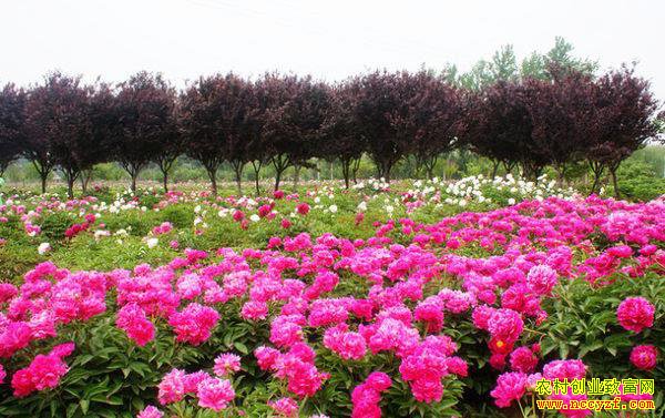 ���紴ҵ��ʲô�ã��ȿ���������ũ��Ĵ�ҵ�¸�����