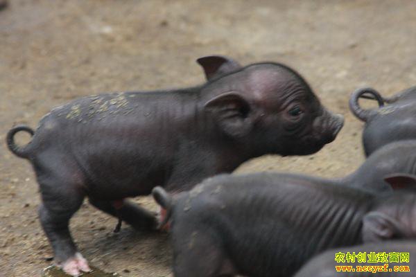 ���紴ҵ��ʲô�ã��ȿ���������ũ��Ĵ�ҵ�¸�����