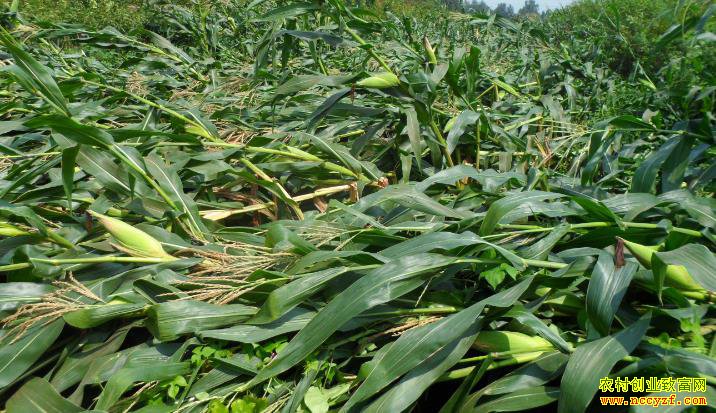 [ũ�����]���׵���ԭ����Ԥ�� 20180730