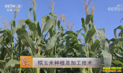 [ũ�����]ճ������ֲ���ӹ�������Ƶ