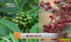 [ũ�����]�ٽ���ֲ������Ƶ