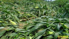 [ũ�����]���׵���ԭ����Ԥ��������Ƶ