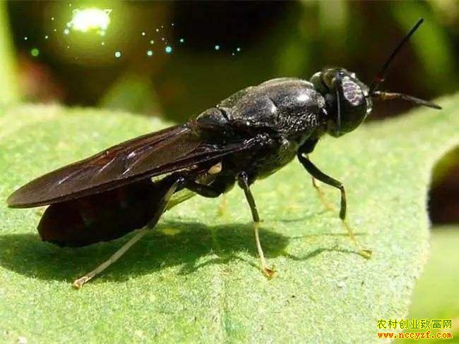 ��ˮ����γ�ªȴ���۲��� ��ֳ��ˮ��괴��ֵ�ϰ��ڣ�