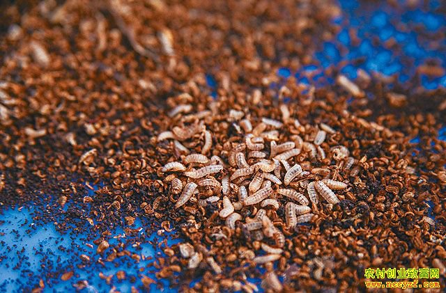 ��ˮ����γ�ªȴ���۲��� ��ֳ��ˮ��괴��ֵ�ϰ��ڣ�