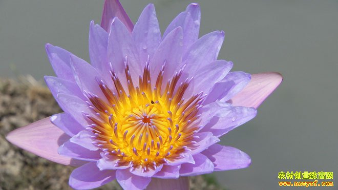 [�¸���]������Ǩ�������ʩ��ɽ��ֲˮ����ź������ǧ����